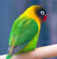 /album/galeria-de-fotos-agaporni/los-agapornis-petclic-especies-de-aves-jpg/