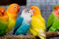 /album/galeria-de-fotos-pagina-de-inicio/loros-150154-jpg/
